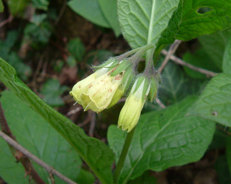 Colline Reggiane: Symphytum tuberosum L.